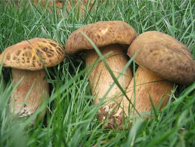 英亚官网首页_金耀集团 源生堂牌蛋白粉 补充蛋白质(图2) 英亚官网