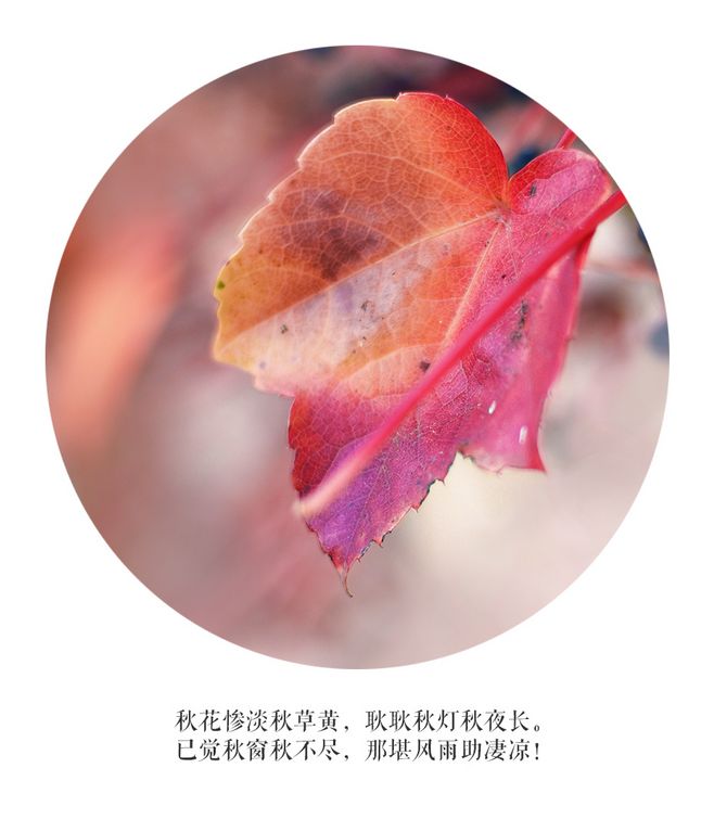 各类花型蜂蜜的分类和功效:英亚官网首页(图1) 英亚官网首页