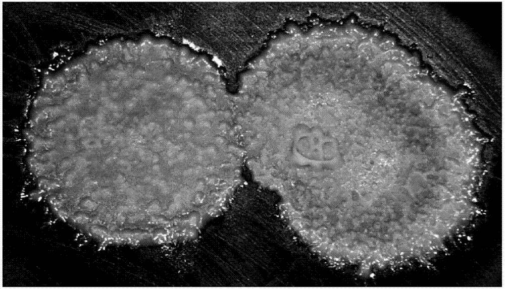 英亚官网首页|全世界都夸高级脸,你也在整高级脸吗(图1) 英亚官网首页