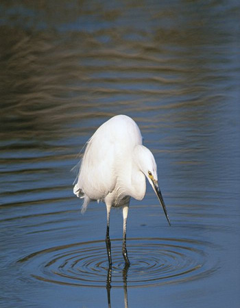 ‘英亚官网首页’《从零开始的魔法书》动画第2话先行图 小魔女要搞事(图1) 英亚官方网站