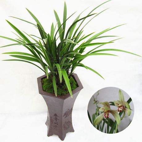 《火影忍者》纲手大妈手办 魅惑女神风韵犹存-英亚官方网站(图2) 英亚官网