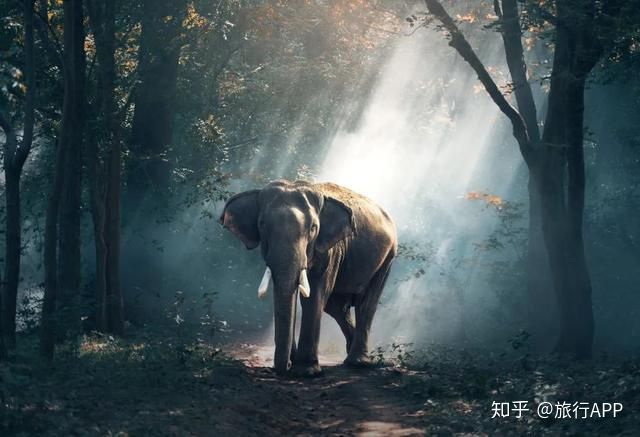 
去嗨皮海内游｜一起去西双版纳吧 看看浪漫花城‘英亚官网’(图3)