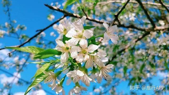 
去嗨皮海内游｜一起去西双版纳吧 看看浪漫花城‘英亚官网’(图6)