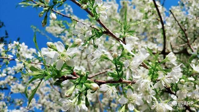 
去嗨皮海内游｜一起去西双版纳吧 看看浪漫花城‘英亚官网’(图7)