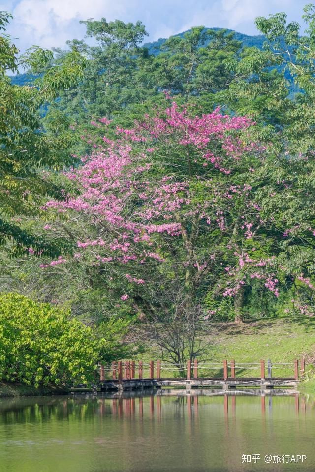 
去嗨皮海内游｜一起去西双版纳吧 看看浪漫花城‘英亚官网’(图8)