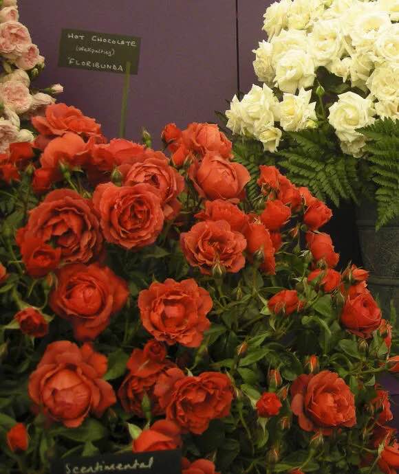 【整形人气】北京美莱刘晓荣医生的明眸翘睫大眼技术‘英亚官网首页’(图1) 英亚官方网站