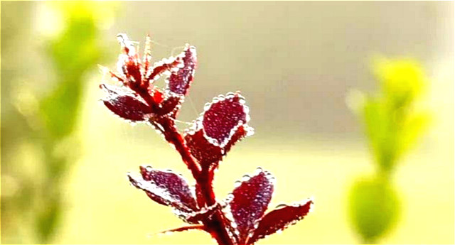 英亚官网|两岸共推食品安全机制 手机扫码可查追溯信息(图2) 英亚官方网站