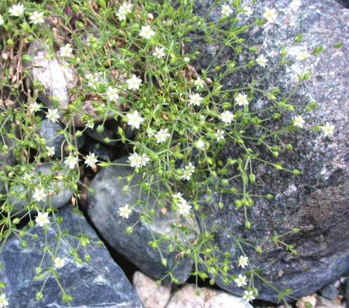 【整形精品】你们想不想知道明星为什么不衰老_英亚官方网站(图1) 英亚官网