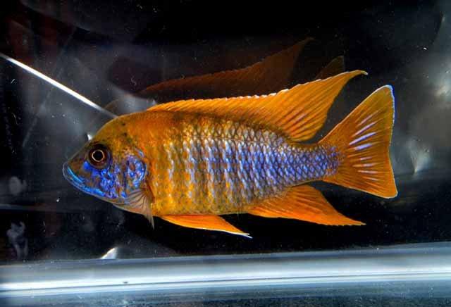 莲香岛:如何能减轻分娩疼痛呢?推荐几个好方法‘英亚官网’(图2) 英亚官方网站