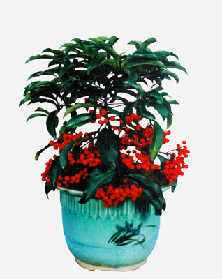 小西红柿糖尿病患者可以食用‘英亚官网’(图1) 英亚官网首页